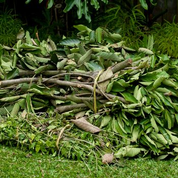 Ab 2026 gibt es die Grünsperrmüll-Abfuhr nur noch auf Abruf Grünschnitt-Haufen auf dem Rasen im Garten